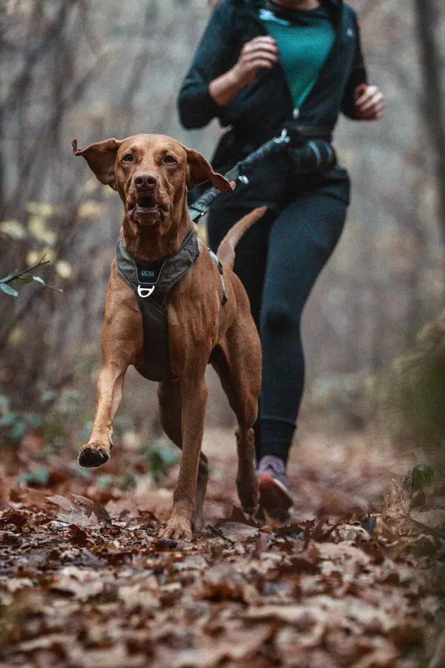 Bob, hongaarse vizsla, tijdens een canitrail