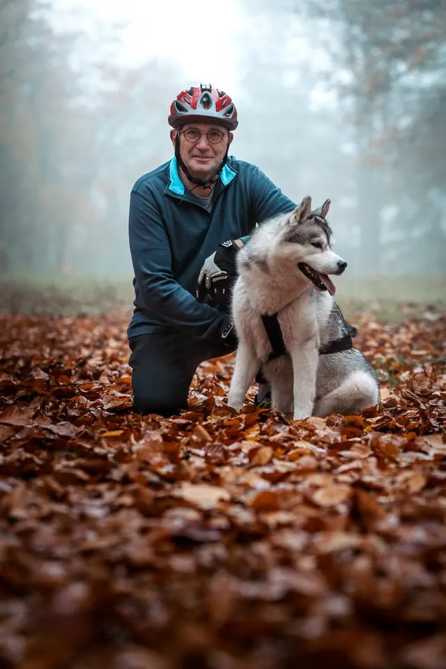 Zeno, siberische husky, tijdens een canitrail