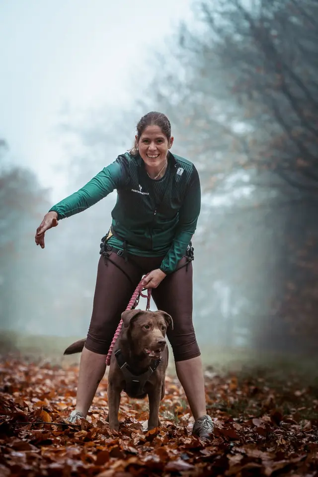 Labrador tijdens een canitrail