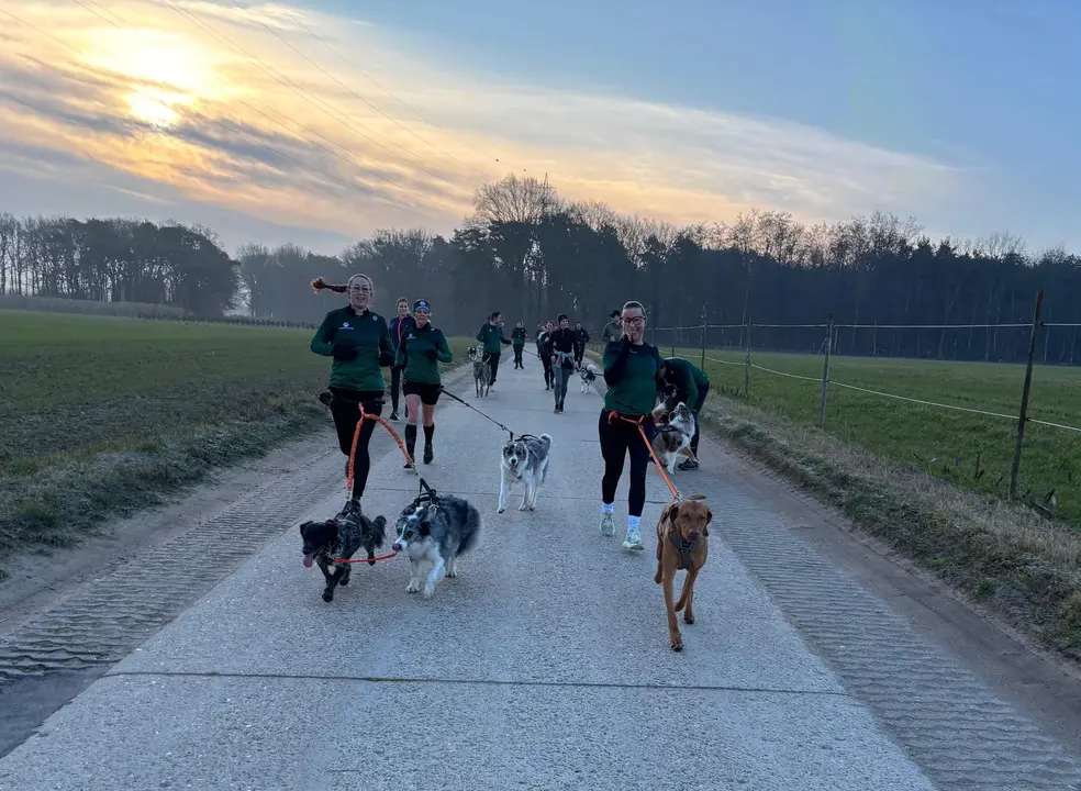 Lopers en honden bij zonsopgang
