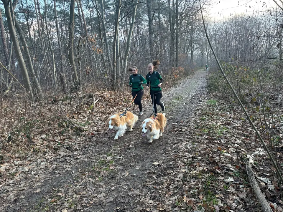 Twee loopsters met hun honden op het bospad